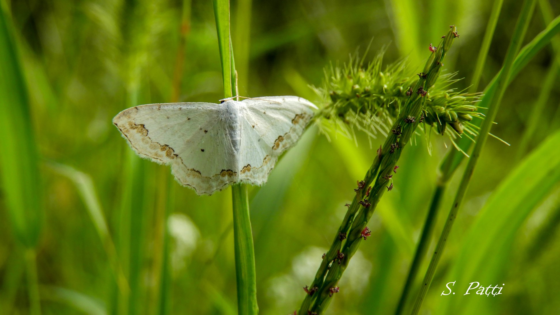 Scopula ornata