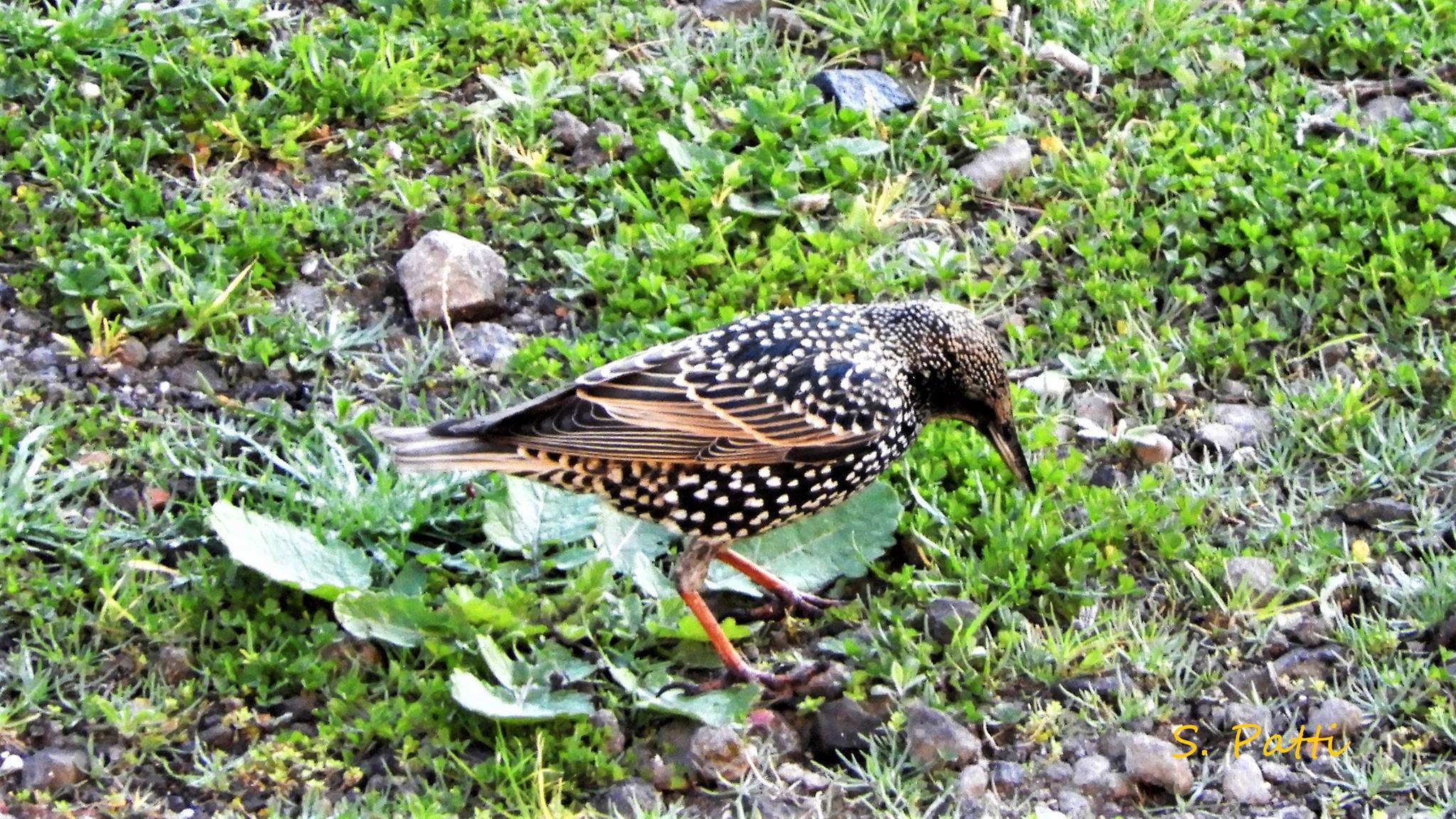 Sturnus vulgaris