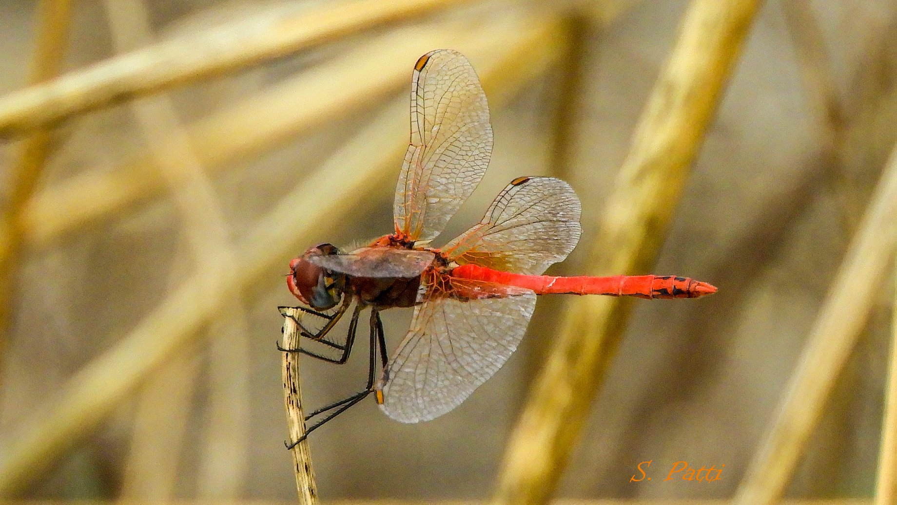 Sympetrum fonscolombii