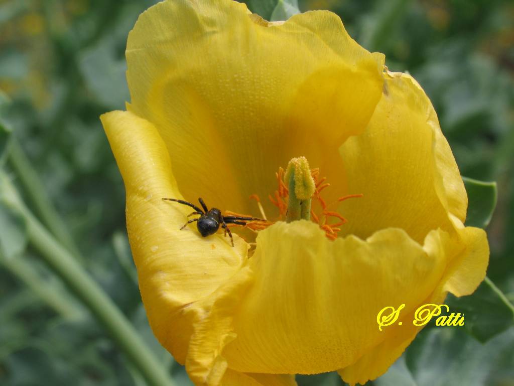 Synema globosum