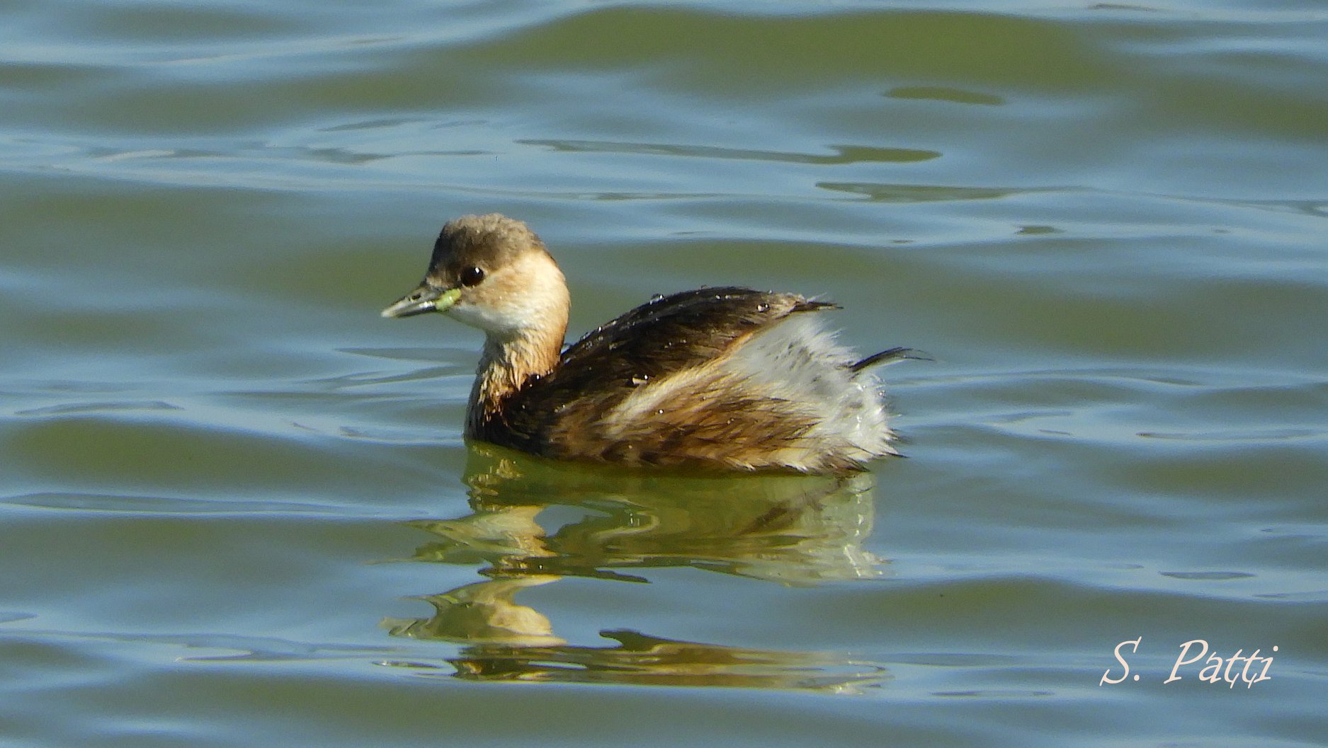 Tachybaptus ruficollis