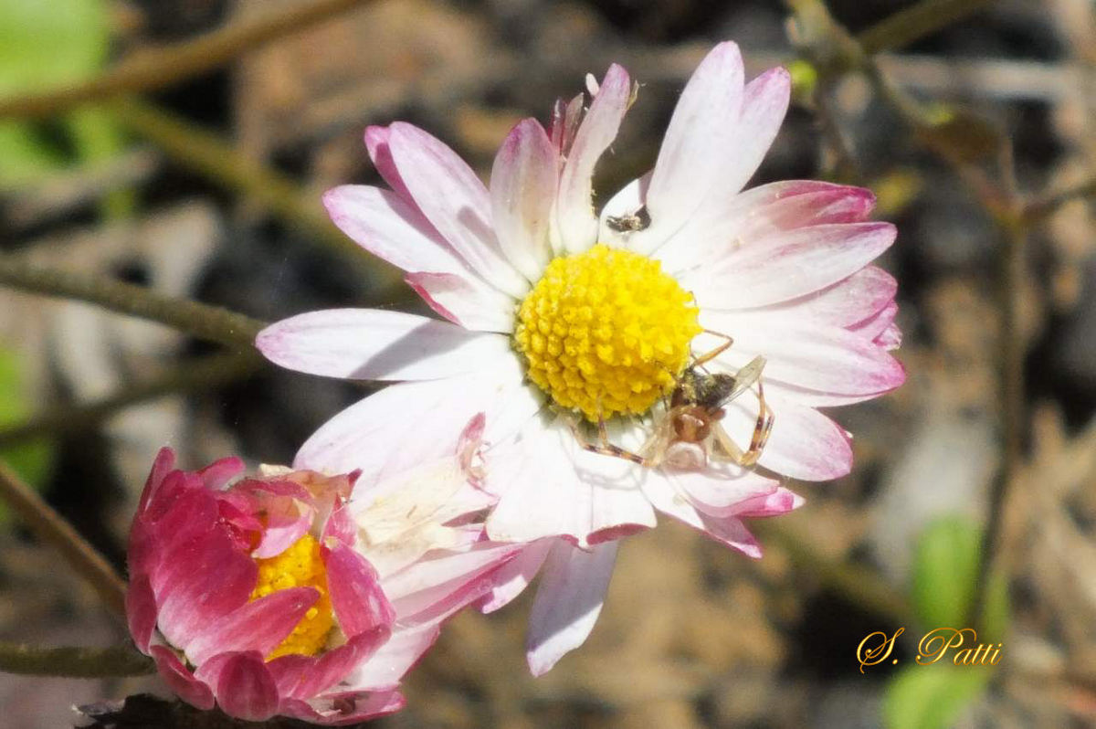 Thomisus onustus