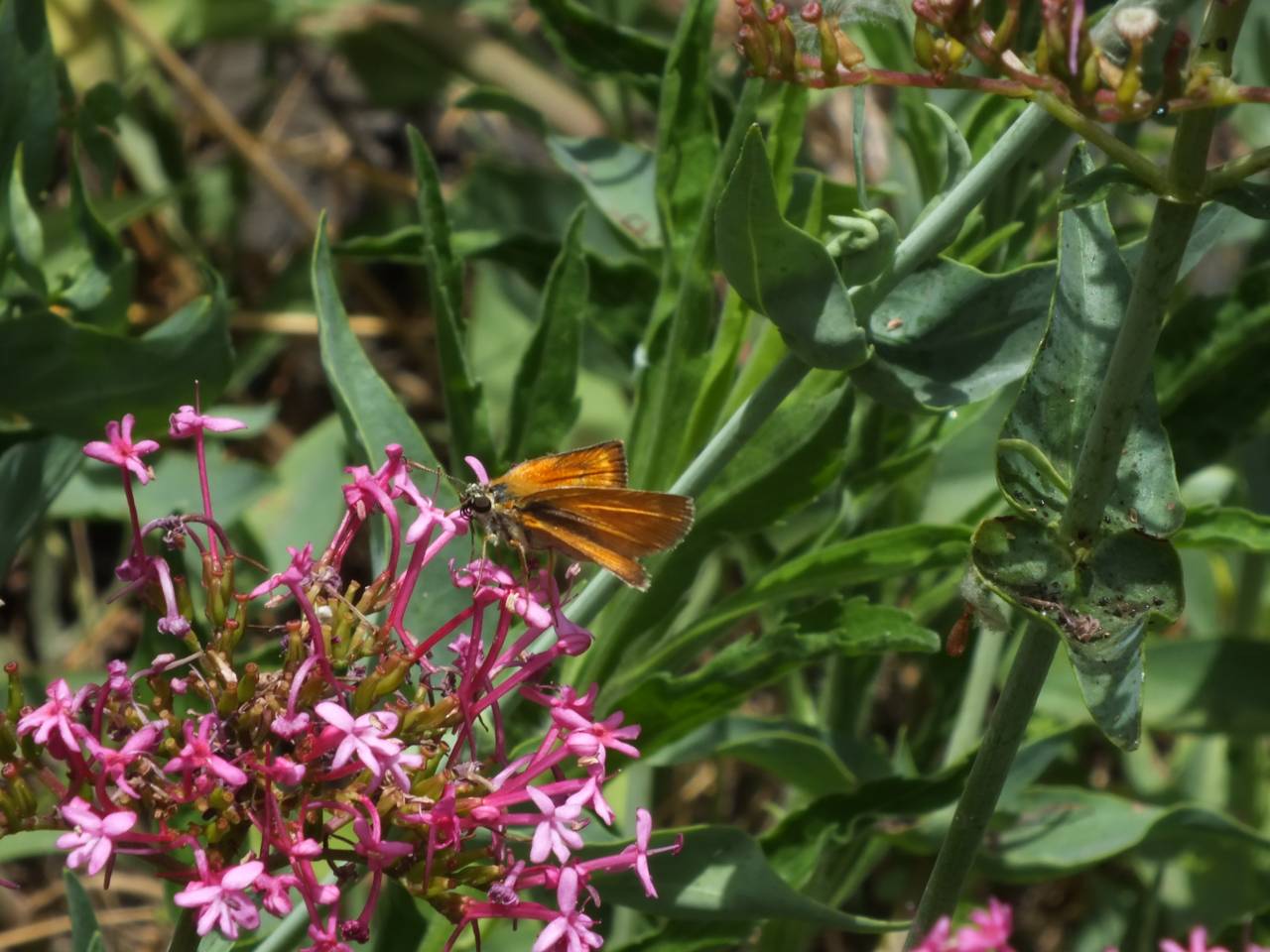 Thymelicus sylvestris