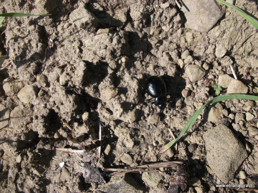 Timarcha pimelioides