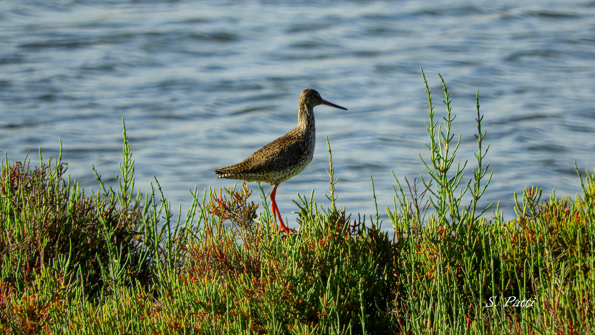 Tringa totanus