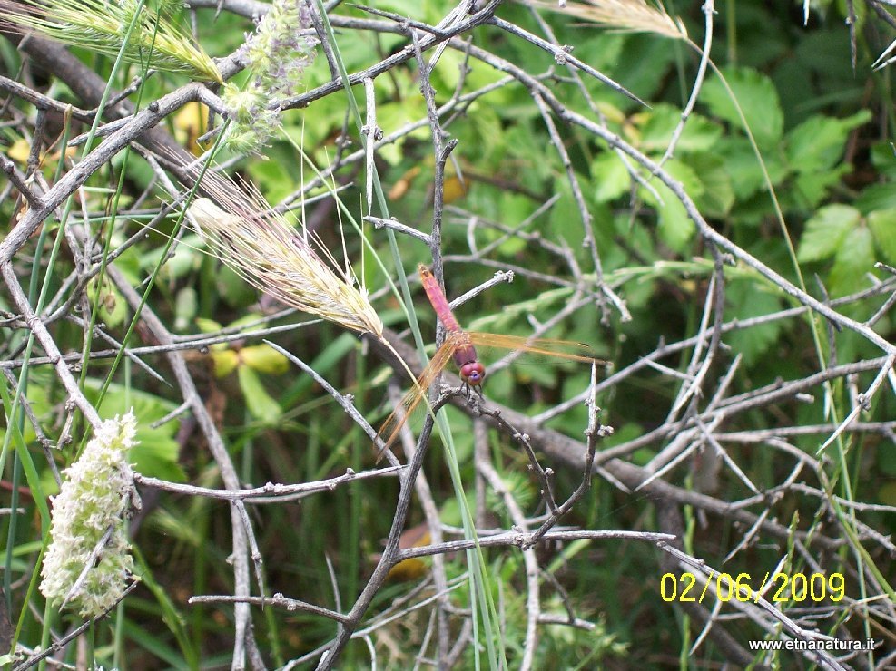 Trithemis annulata