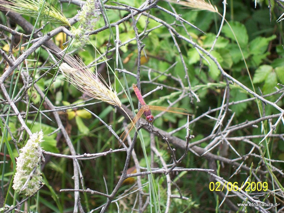 Trithemis annulata