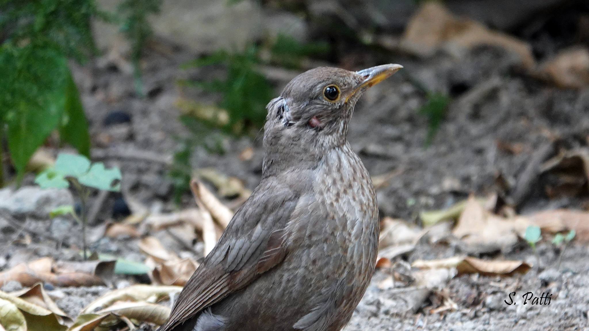 Turdus merula