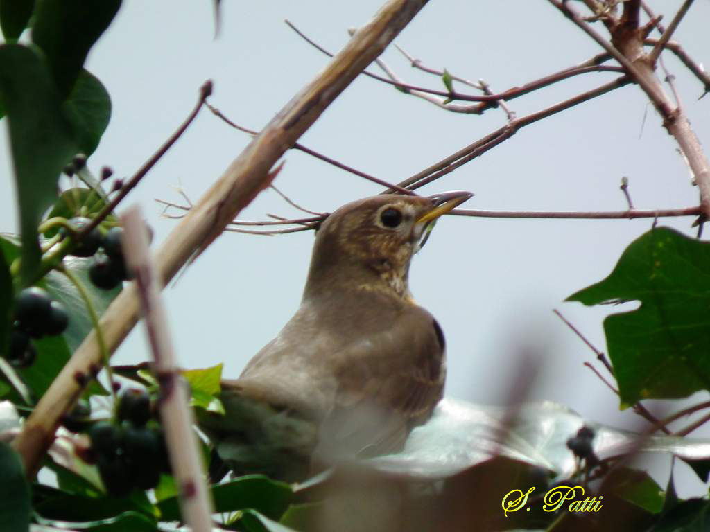 Turdus philomelos