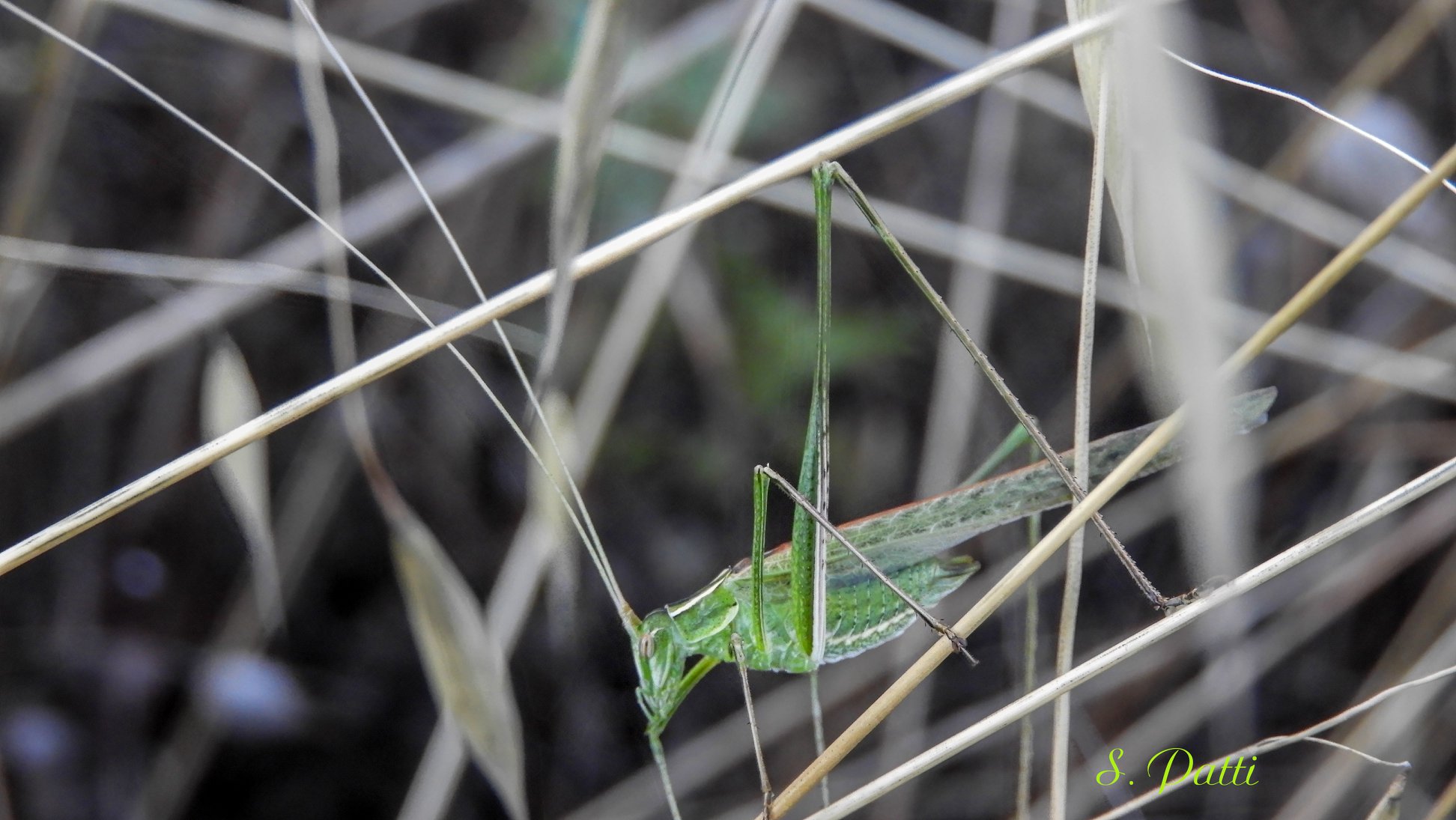 Tylopsis lilifolia