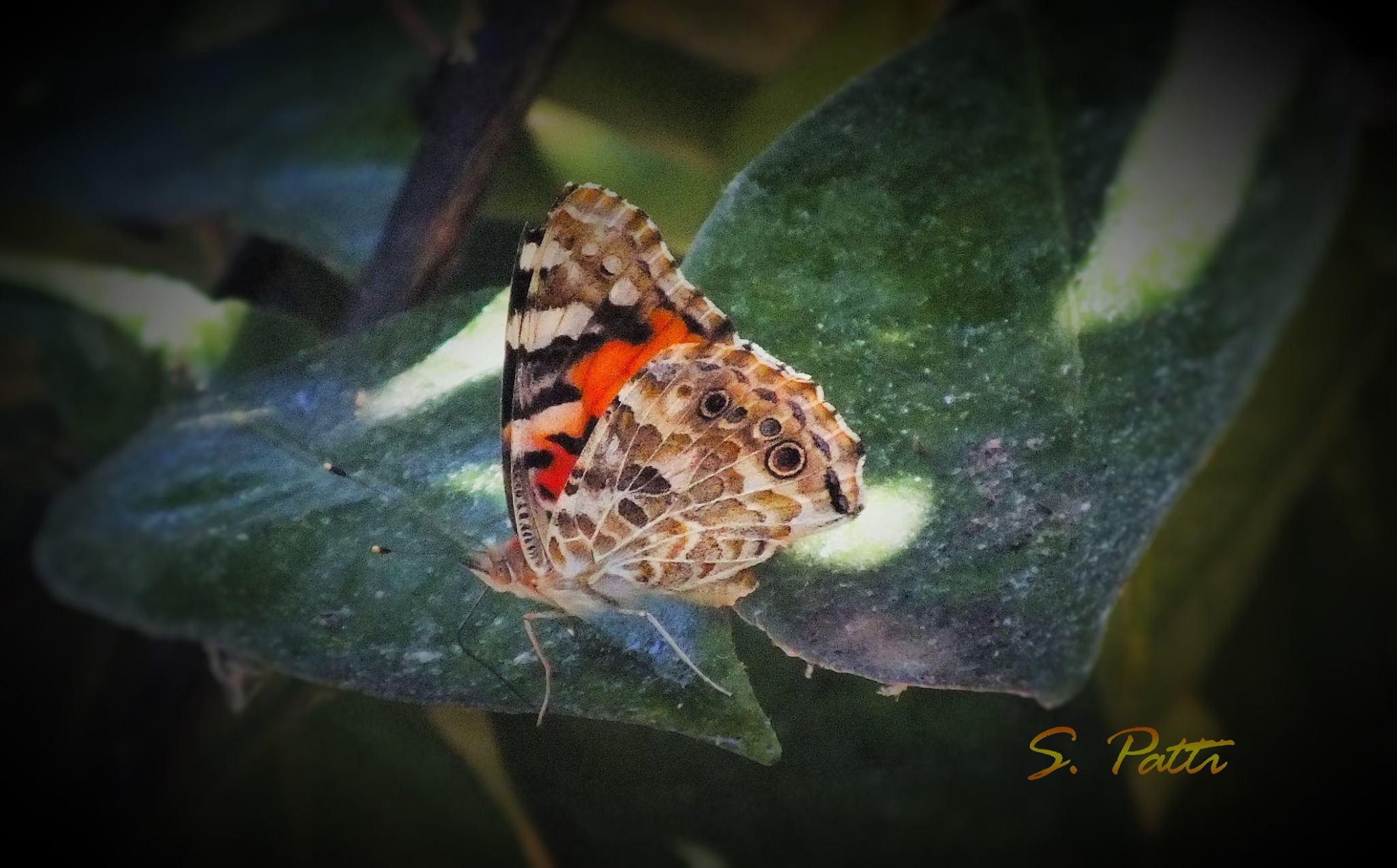 Vanessa Cardui