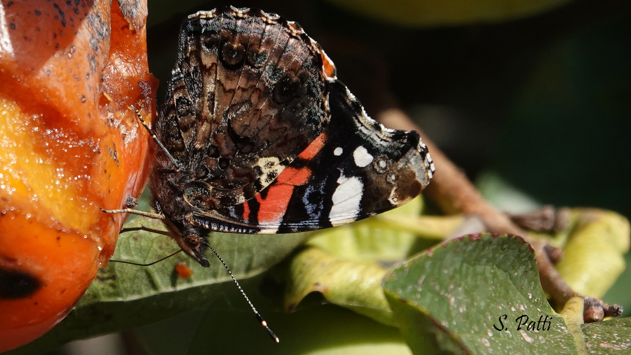 Vanessa atalanta