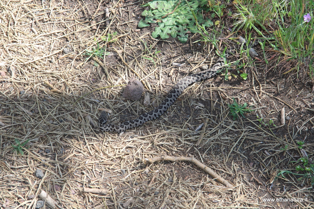 Vipera aspis hugyi