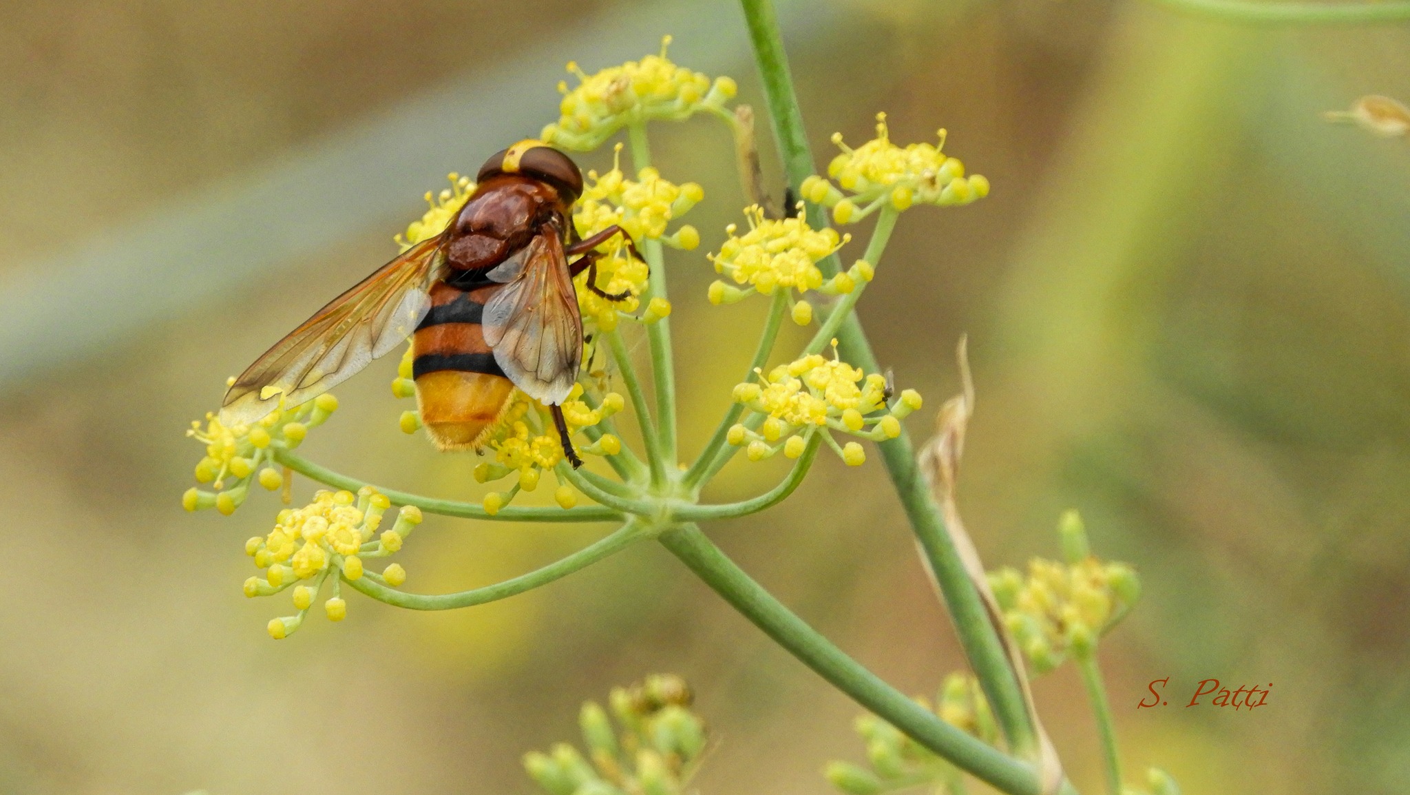 Volucella zonaria