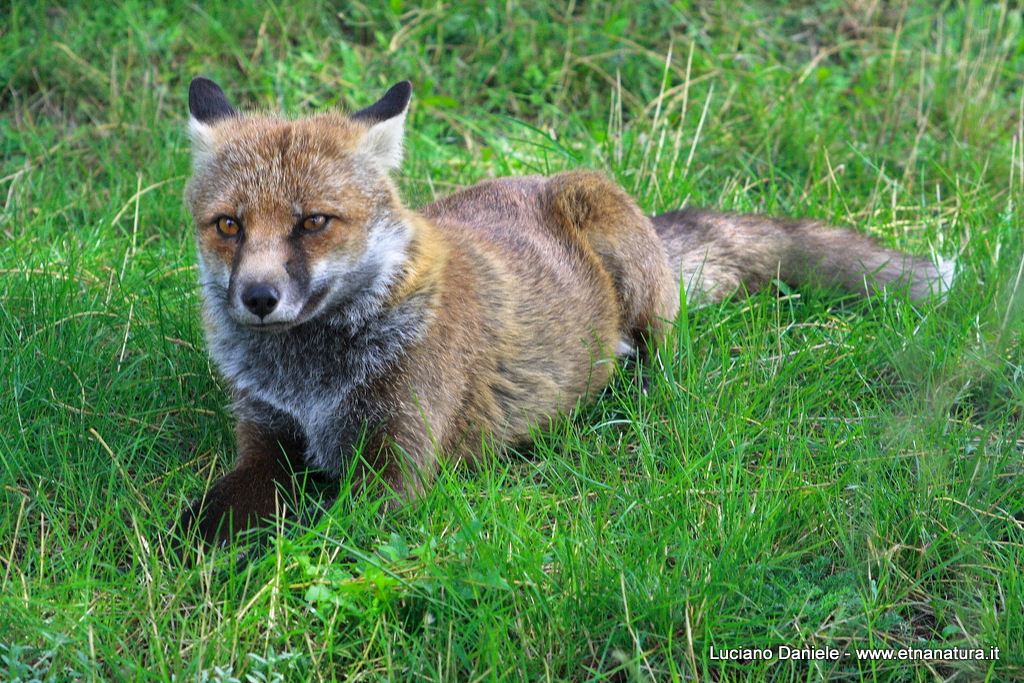 Vulpes vulpes