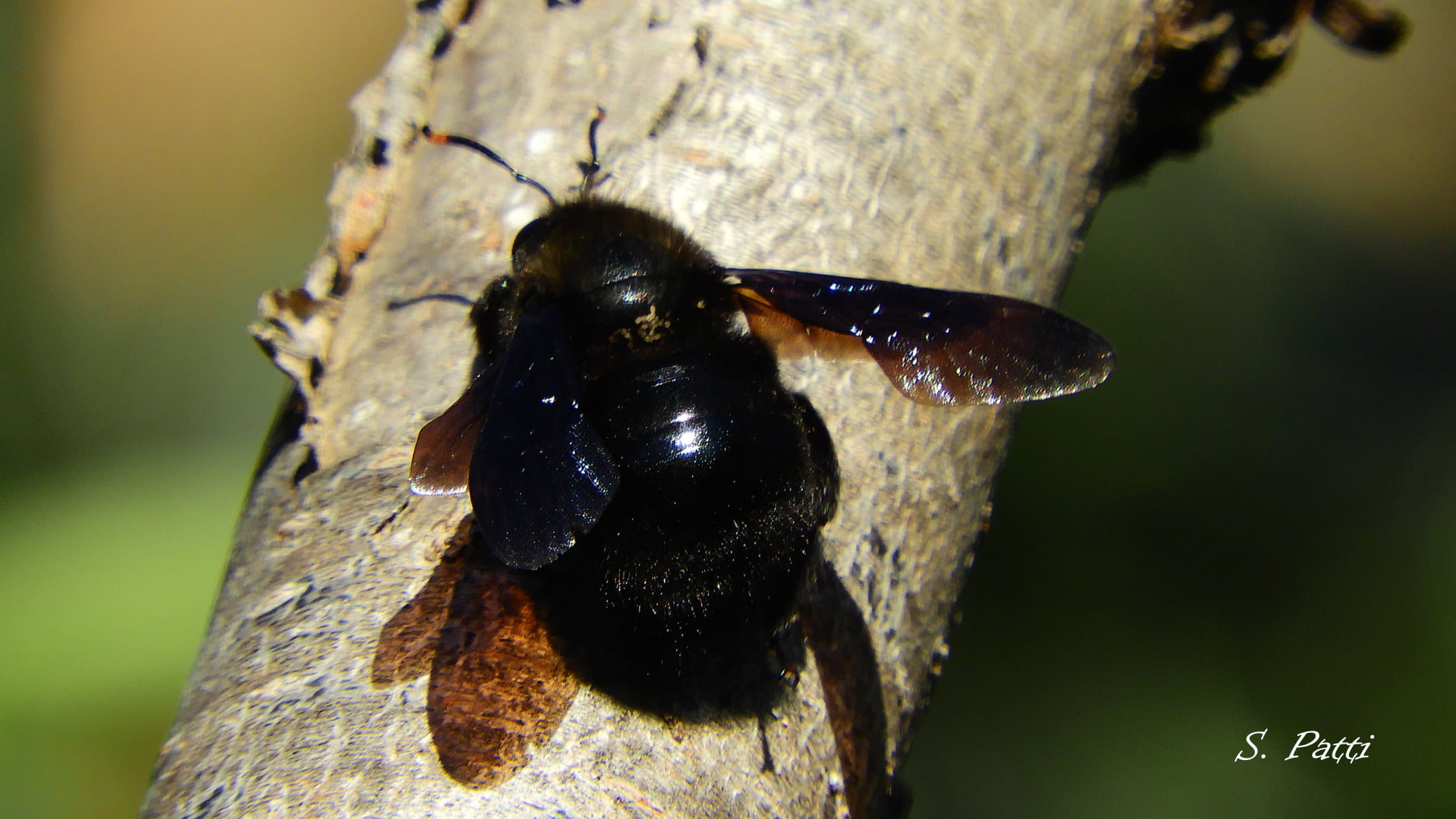 Xylocopa violacea