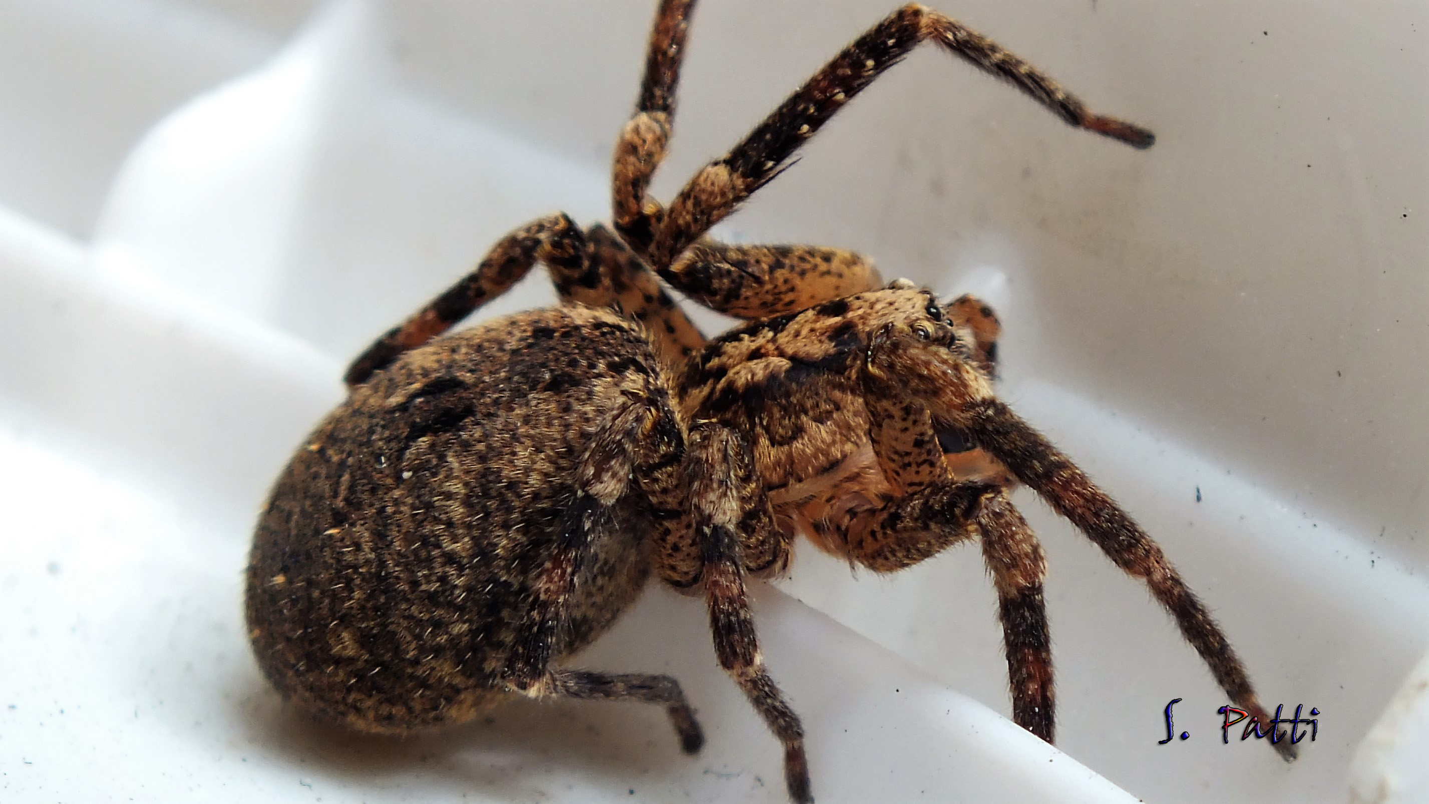 Zoropsis spinimana