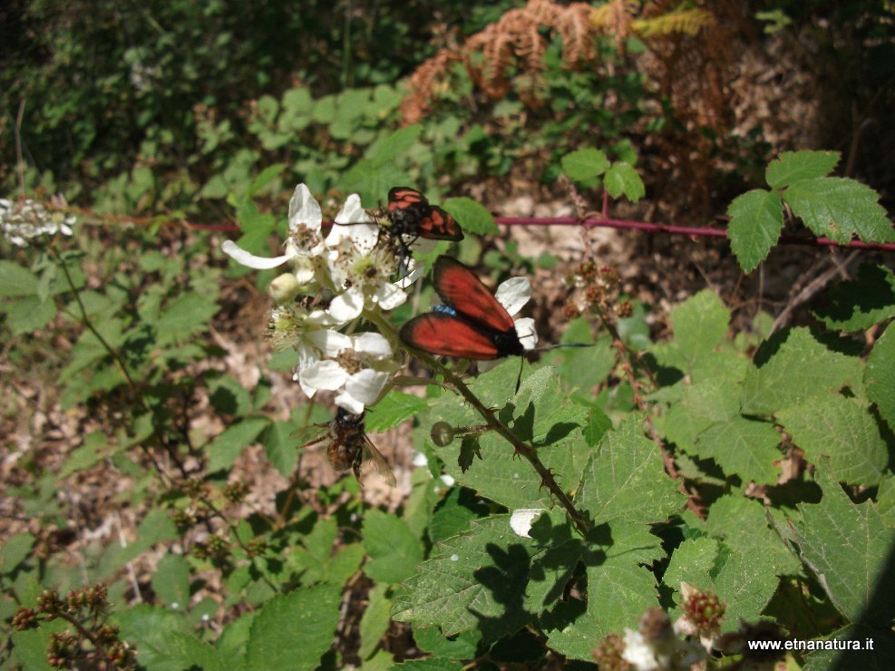 Zygaena