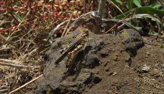 Acrotylus insubricus