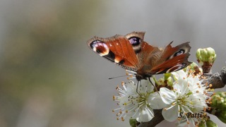 Aglais io