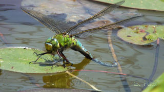 Anax imperator