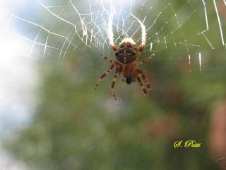 Araneus diadematus