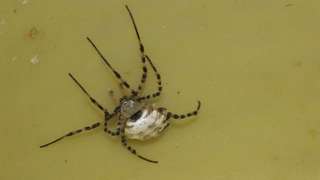 Argiope lobata