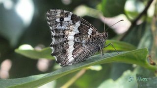 Brintesia circe