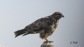 Buteo buteo