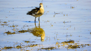 Calidris pugnax