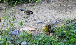 Carduelis carduelis