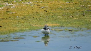 Charadrius dubius