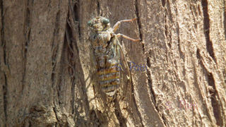 Cicadidae westwood