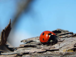 Coccinellidae latreille