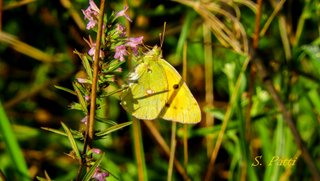 Colias crocea