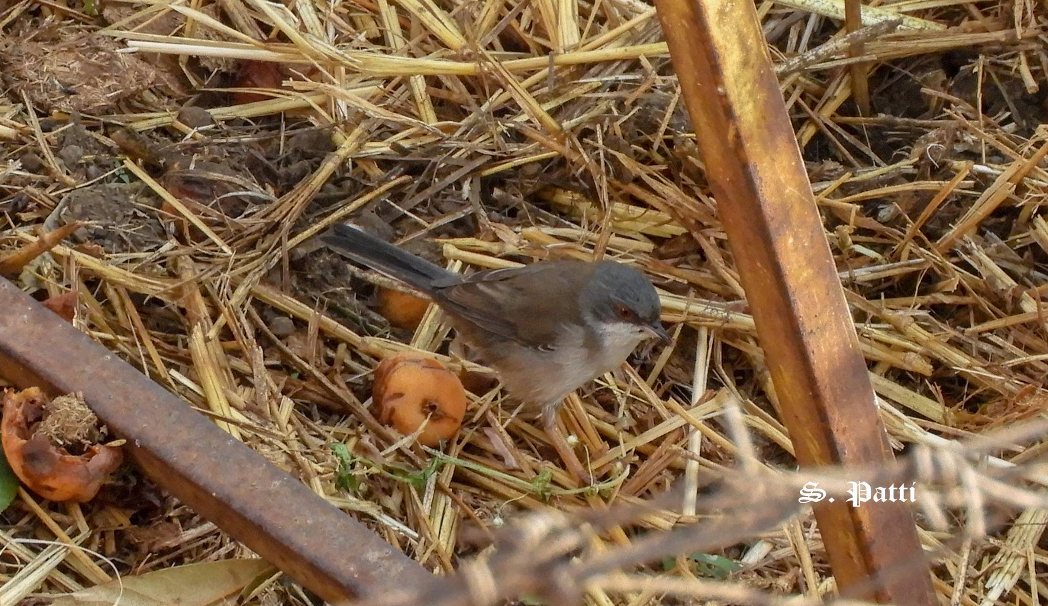 Curruca melanocephala