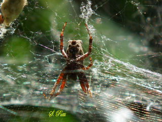 Cyrtophora citricola