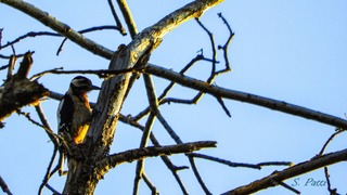 Dendrocopos major