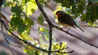 Erithacus rubecula