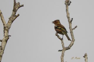 Fringilla coelebs