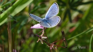 Glaucopsyche alexis