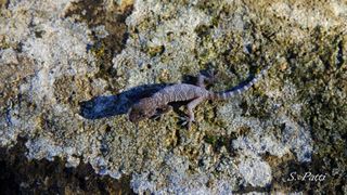Hemidactylus turcicus