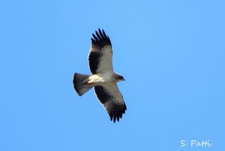 Hieraaetus pennatus