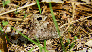 Hipparchia statilinus