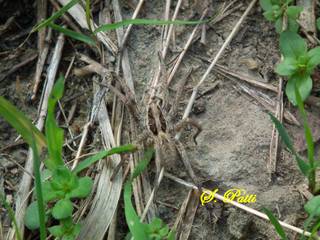 Hogna radiata