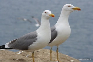 Larus michahellis