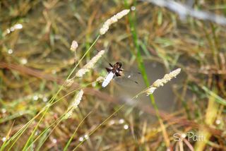 Libellula depressa