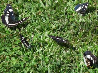 Limenitis reducta