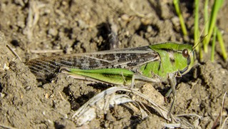 Locusta migratoria