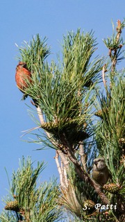 Loxia curvirostra